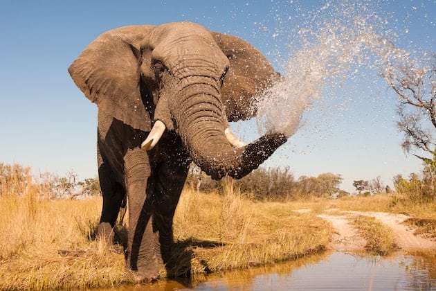 Elephant splashing water with trunk in African savannah.