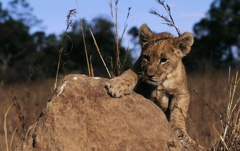 Young lion cub lying on a rock in the African savannah, highlighting wildlife and conservation.
