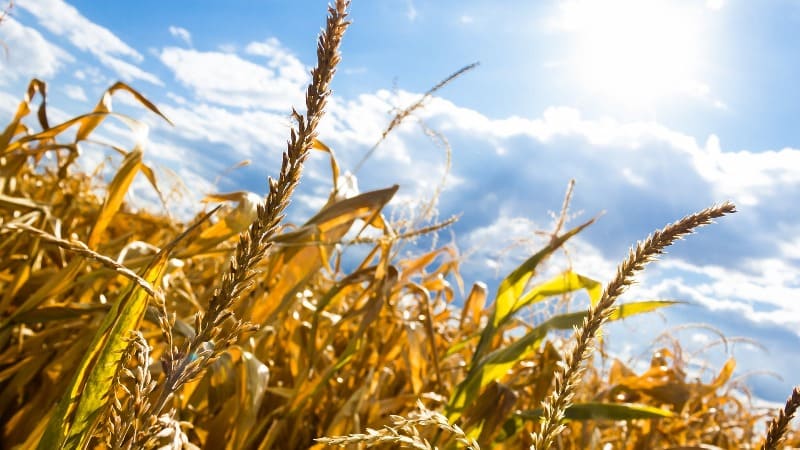 Drought-stressed crops in an African field under a partly cloudy sky.