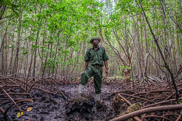 Mangrove forest conservation in Africa for sustainable development.