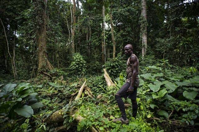 The Environment in the Anglophone Region is a Silent Casualty of Cameroon’s Conflict