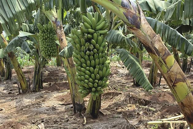 Researchers Embrace Artificial Intelligence To Tackle Banana Disease In Burundi