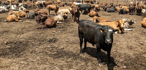 Gaborone Cleared to Export Beef after Health Scare