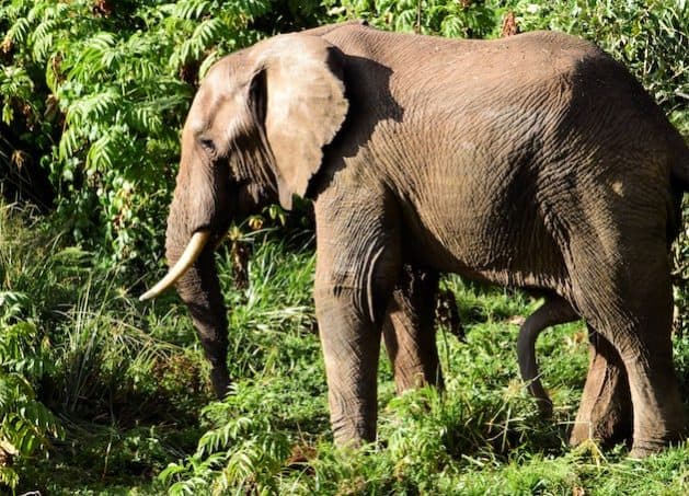 Broken Relationship With Nature Exposed As Global Wildlife Population Plummets