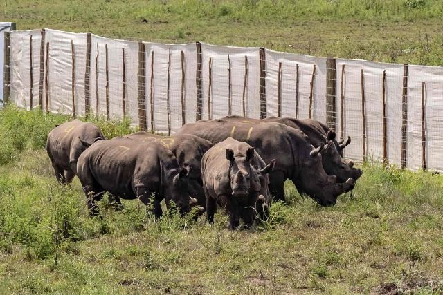 Rhino Poaching is on the Rise Again in South Africa
