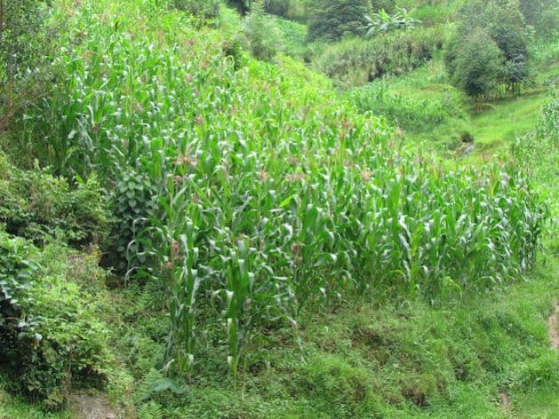 Lush green maize field on a hillside in Africa, highlighting agricultural practices.