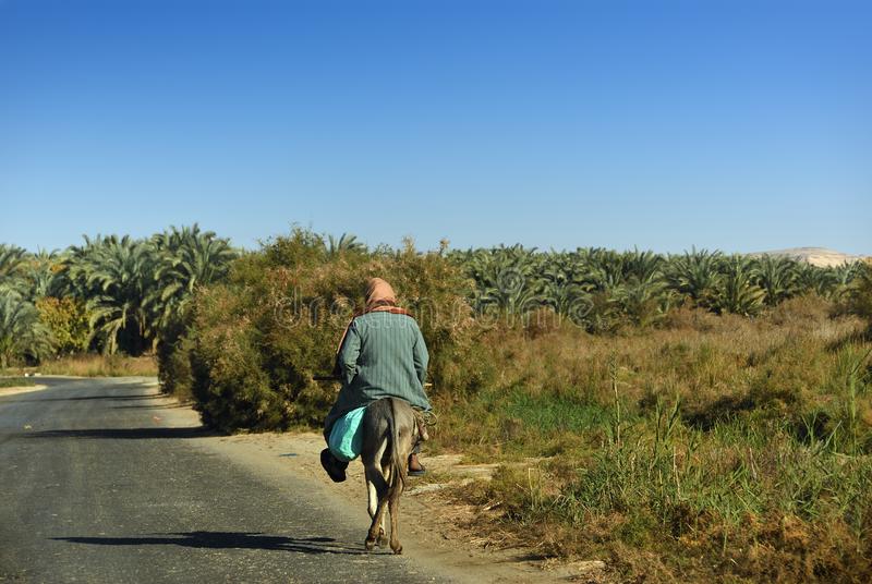 Rural man riding a donkey along a dirt road in a lush, green African landscape with palm trees under.