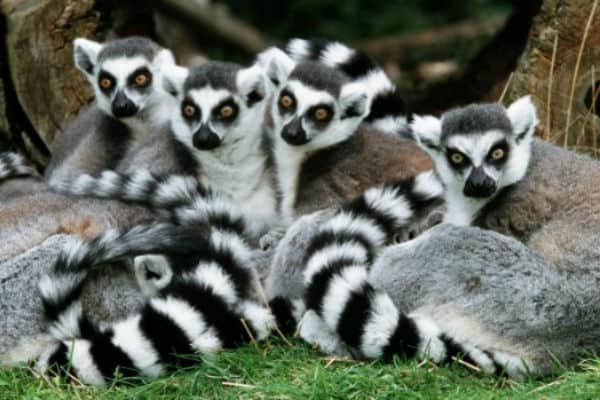 The Number of&nbsp;Mammal Species Threatened with Extinction has Increased Dramatically