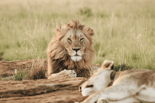 Lion and lioness resting on the African savannah, showcasing the wildlife diversity of Africa's safa.