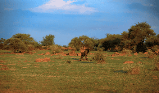 Wildlife in African savanna with a lion and scattered trees under a blue sky.