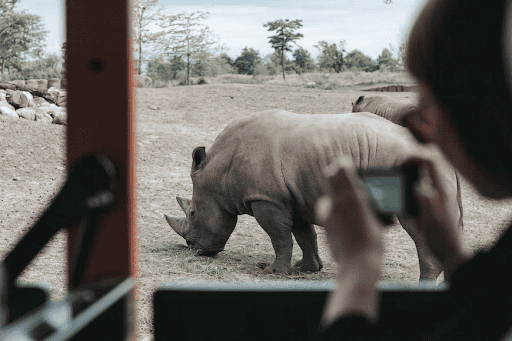 Person taking photos of a rhinoceros in an African safari setting.