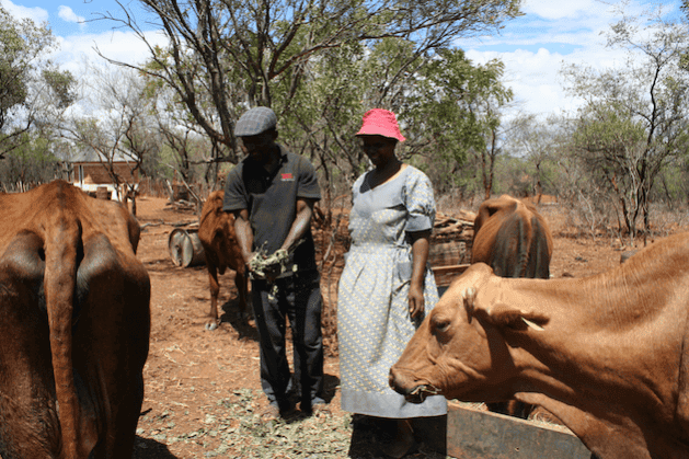 Addressing The Cow In The Room, Lowing For Nutrition And Livelihoods
