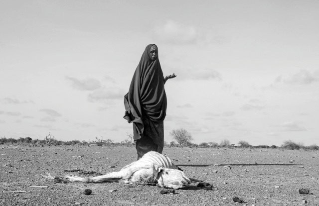 Woman standing over a dead animal in a drought-affected landscape in the Horn of Africa.