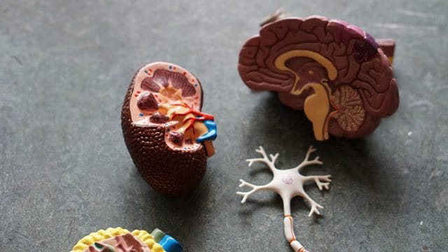 Patients With Chronic Kidney Disease Need Mental Health Support – As Well As Renal Dialysis
