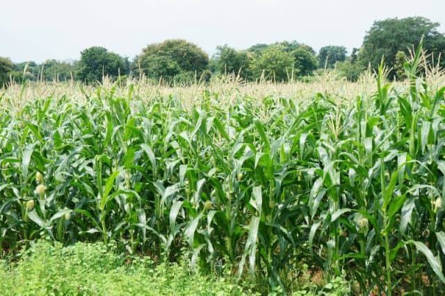 These Cash Crops Play a Vital Role in Africa’s Economy and Food Security