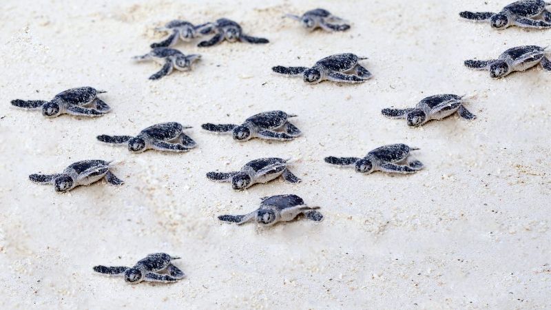Poacher-turned-protector Painstakingly Works to Conserve Threatened Sea Turtles in Ivory Coast