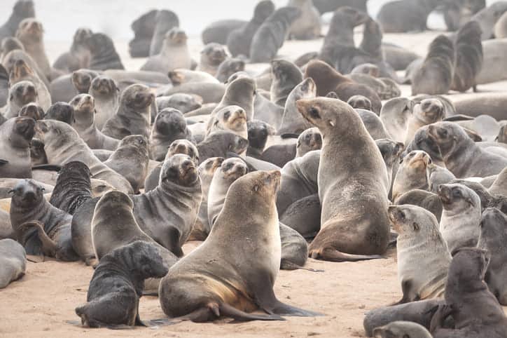 Seals resting on the sandy shores of Namibia, showcasing wildlife and coastal scenery.