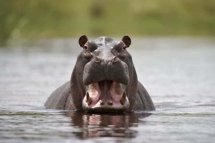 Hippo emerging from water in Namibia's wilderness.