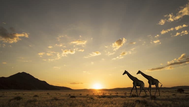 Giraffes walking at sunset in Namibia's savannah landscape.