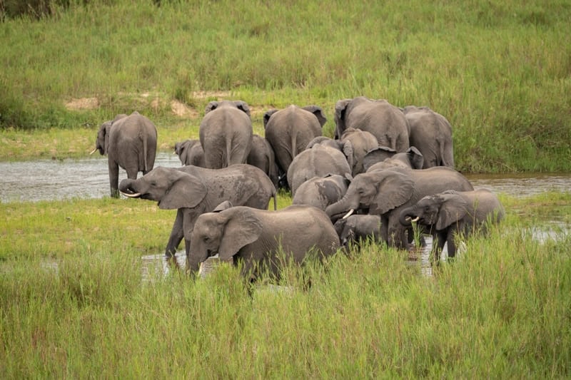 Elephants drinking and socializing at a lush waterhole in the Kruger National Park.