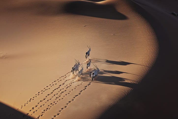 Wild oryx crossing sand dunes in Namibia's desert landscape.