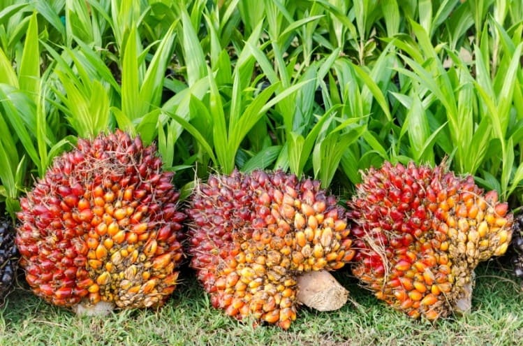 Palm Oil