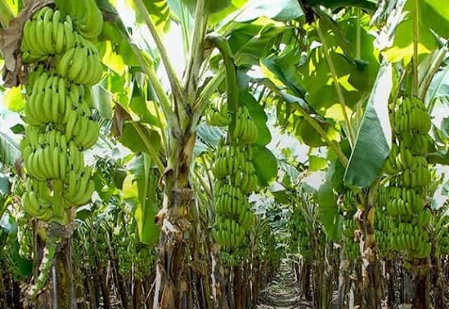 banana cultivation