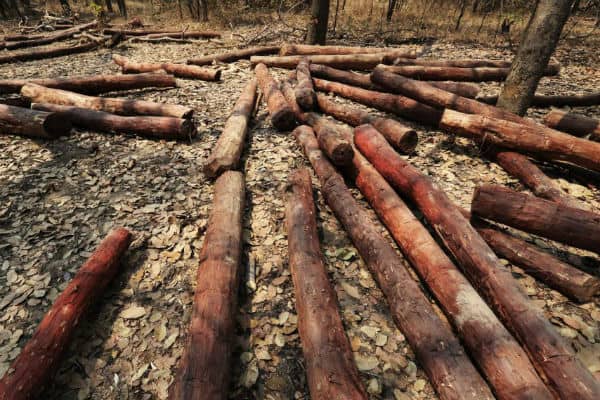 New European Regulation Poses Risks to African Farmers 