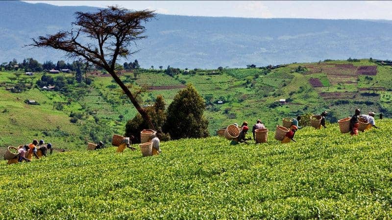 Unilever To Make Payments to 77 Tea Pickers who Worked on One of its Plantations in Kenya 