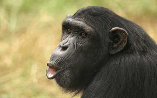 Chimpanzee Tracking