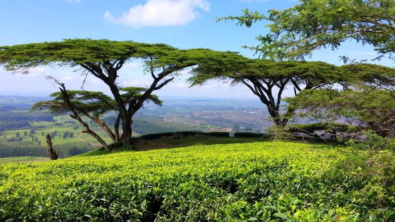 Malawian landscape with trees and green fields for climate resilience.