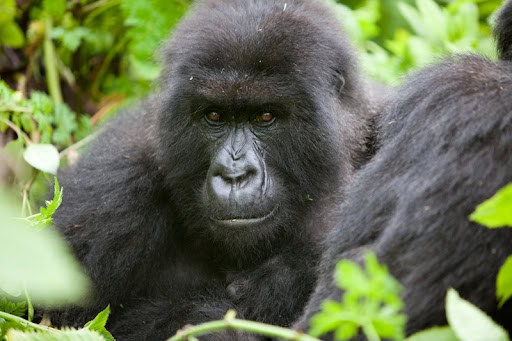 Gorilla Trekking