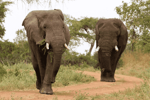 Wildlife safari