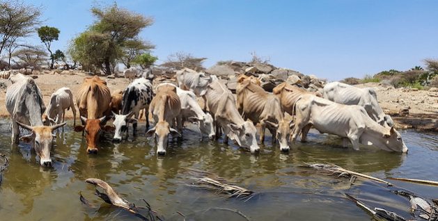 Women Hold The Key To Success Of Pastoralism In Africa