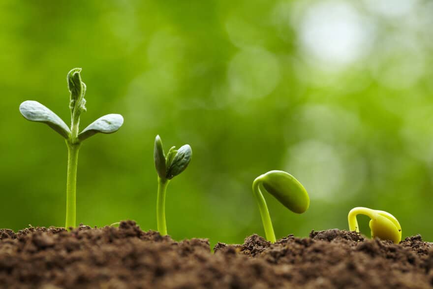 You’re More Connected With Plant Seeds Than You Think