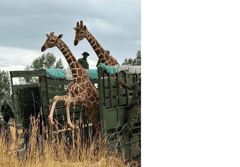 Reticulated Giraffes Reintroduced To Mount Kenya After 40 Years Of Local Extinction