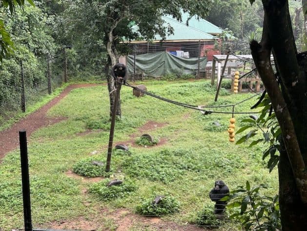 Deforestation and encroachment threaten West Africa’s health plans, impacting ecosystems and biodive.