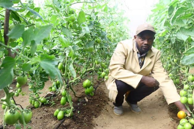 Innovative African farming with tomato cultivation using modern techniques.