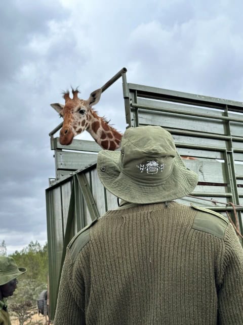 Reticulated giraffe peering over a fence during reintroduction at Mount Kenya. Conservation efforts.