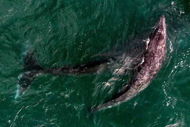 Whale swimming in the ocean, showcasing marine life diversity.