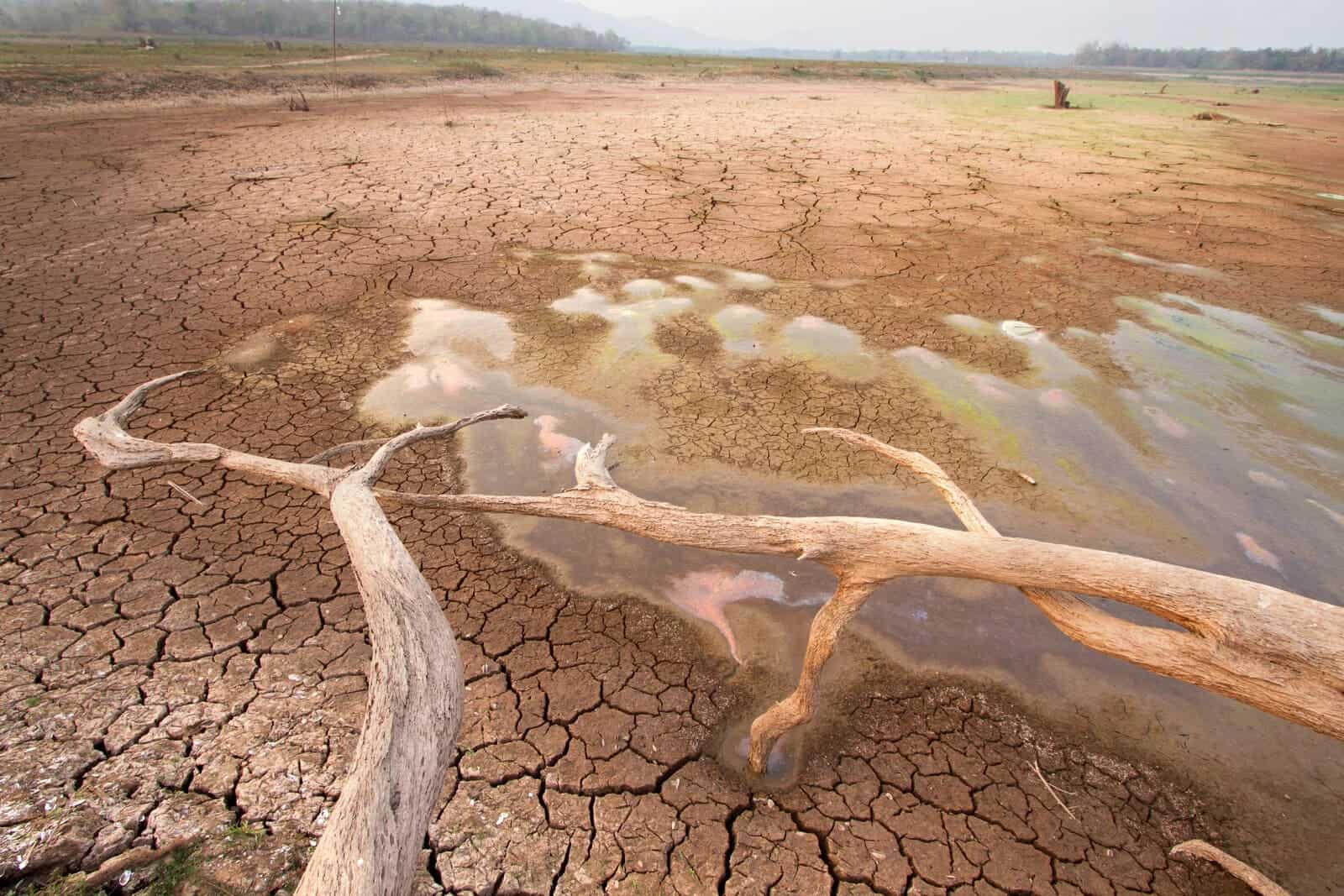 Dry, cracked earth with a fallen tree and minimal water, illustrating severe drought conditions in A.