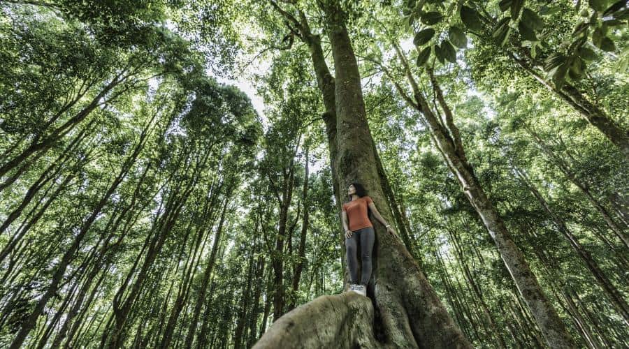 Reforestation in Africa supported by AI to enhance environmental sustainability.