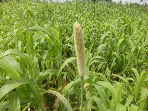 Exploiting Africa’s Treasure Trove of Plant Diversity