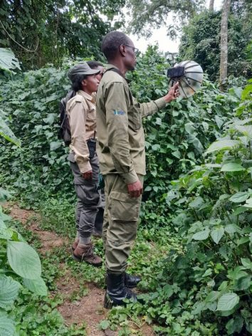 Researchers recording bird sounds in lush Rwandan forest for conservation efforts.