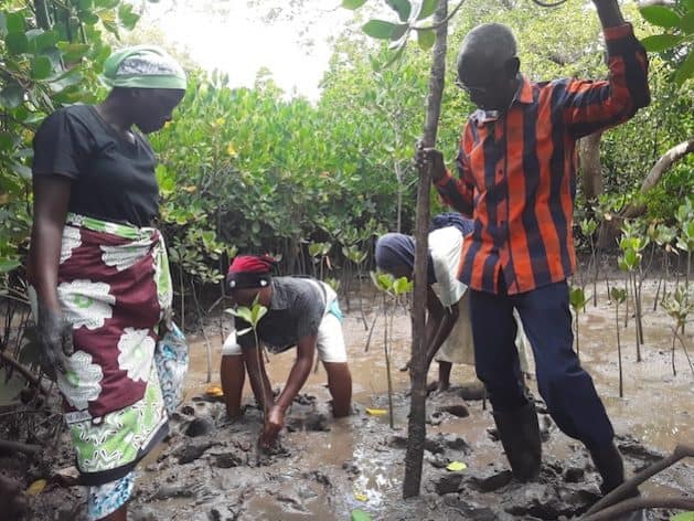 Coastal Indigenous and Minority Women Driving Kenya’s Blue Forest Conservation Efforts