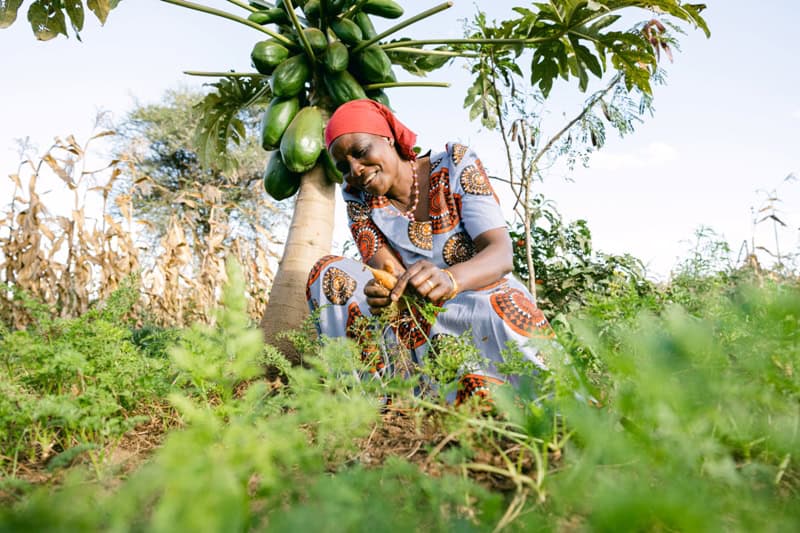 Farmer planting crops near a papaya tree in an African landscape.