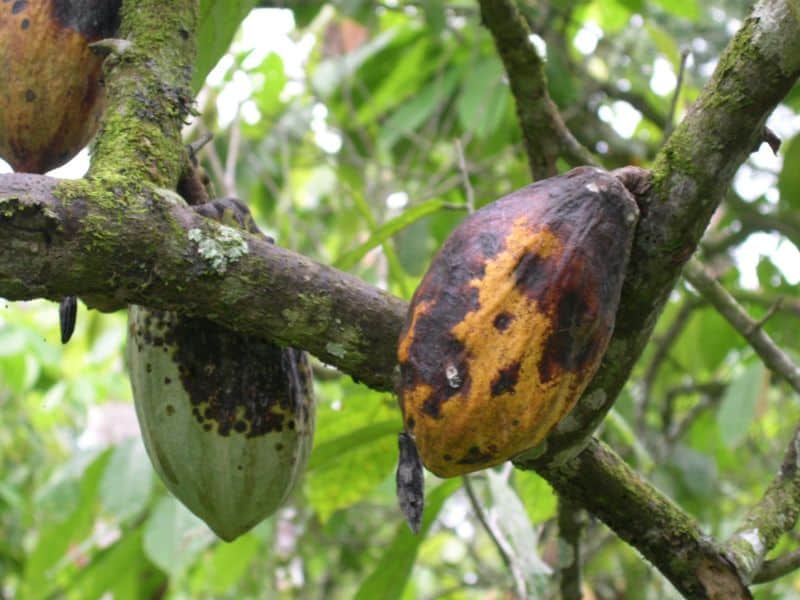 Cocoa Farmers Battle Disease Destroying Crops in West Africa