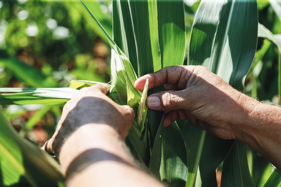 SA Summer Crops Are Battling Bad Weather