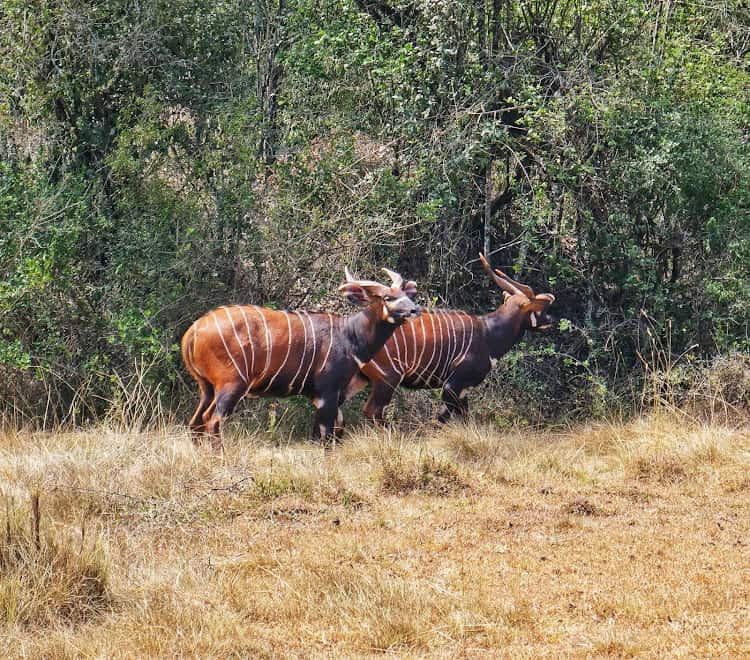 Mount Kenya Wildlife Conservancy Celebrates 20 Years Of Conservation