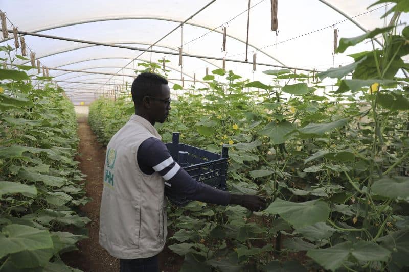 A New Crop of Young and Ambitious Farmers and Agricultural Entrepreneurs are Driving Somalia’s Agricultural Revolution